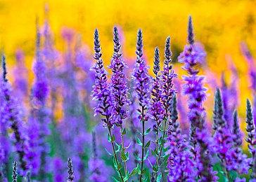 像素黑暗奇幻风格冒险解谜游戏《Centum》现已正式推出 获得好评